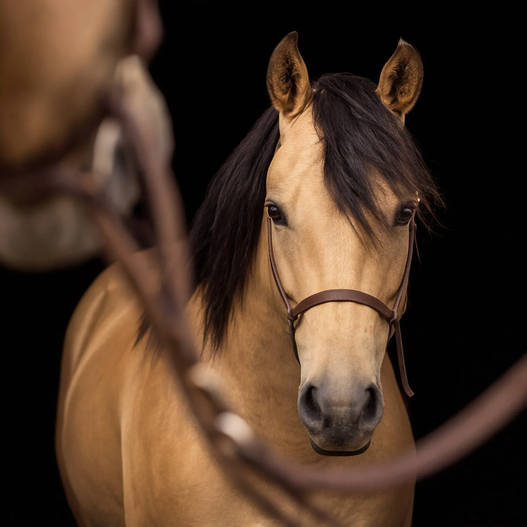 Cavalo de pelagem clara com a rédea em primeiro plano, sobre fundo escuro